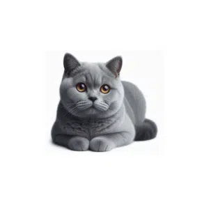 ταυρίνη για γάτα